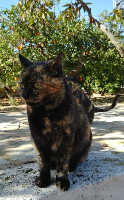 Amigos perros, Caballos y yeguas y Razas de gatos, nuevas webs sobre animales domésticos - 2, Foto 2