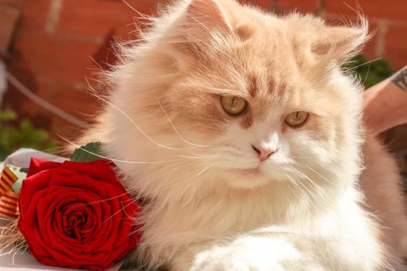 Gato Ragdoll.