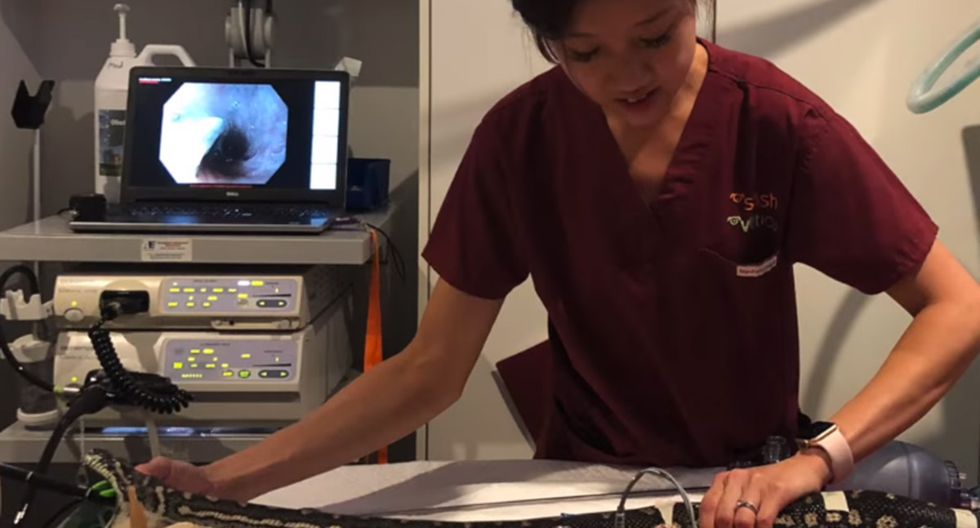 En Australia, Pitón de nombre Monty se tragó una enorme toalla y tuvo que ser sometida a este procedimiento.| Foto: Captura SASHA