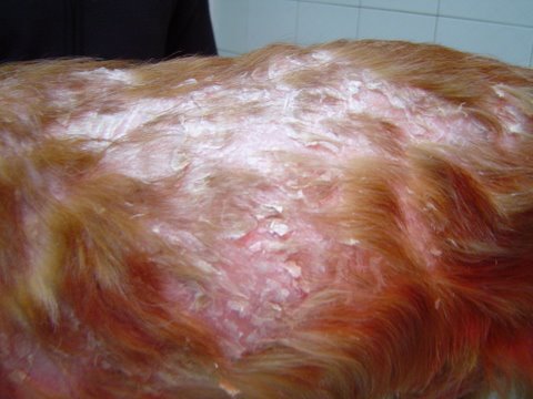 Foto 10.