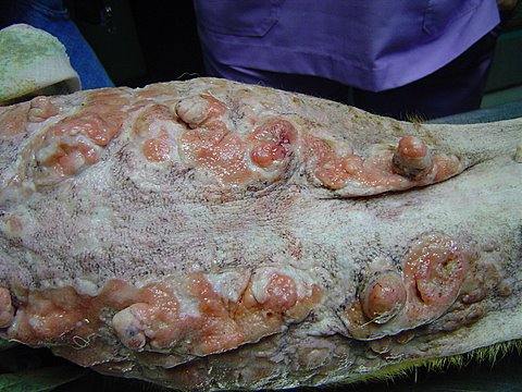 Foto.