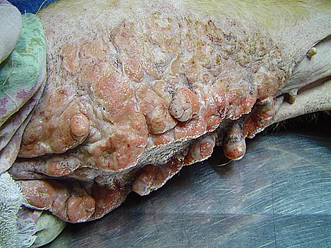 Foto 4.