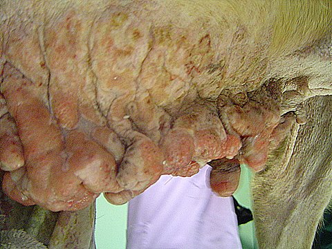 Foto 5.