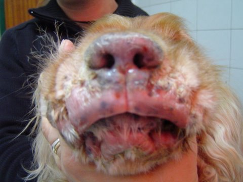 Foto 7.
