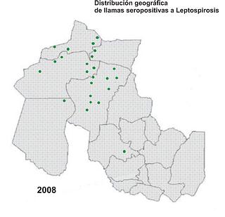 259 LLAMAS FOTO 3