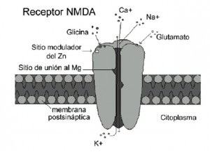 FORO UNO Figura 1 Receptor NMDA. Modificado de www.SNCforum.com