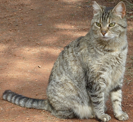GATO SENTADO