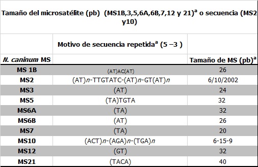 MS: microsatélite; pb: pares de base; n: número de motivos de secuencias repetidas a El tamaño de los marcadores de microsatélites fue calculado en base a la secuencia producida por el Neospora caninum Sequencing Group at the Sanger Institute for Nc-Liv N. caninum strain, disponible en ftp://ftp.sanger.ac.uk/pub/pathogens/Neospora/caninum/NEOS.contigs.version1, y secuencias reportadas 
