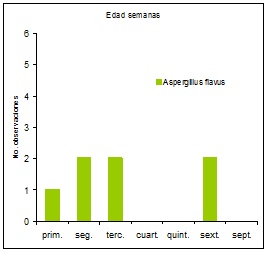 Sin título Figura 5: Número de observaciones de hongos Aspergillus flavus, de acuerdo a la edad de crianza.