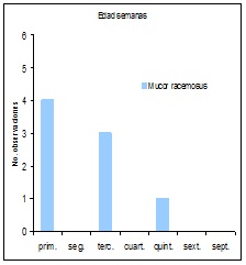 Sin título Figura 6: Número de observaciones de hongos Mucor racemosus, de acuerdo a la edad de crianza.