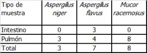 Tabla 4: Número de observaciones por cada género de hongo y de acuerdo al tipo de muestra.