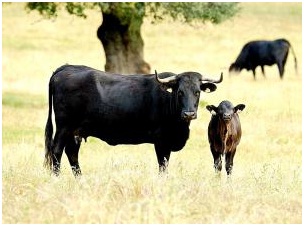 Sin título Ganado vacuno selecto de raza Avileña-Negra Ibérica.