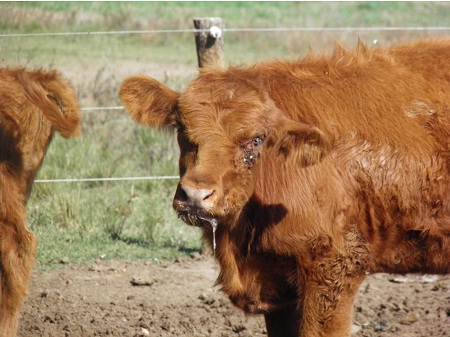 Sin título Figura 1: Cabeza inclinada, sialorrea y secreción ocular en uno de los animales afectados