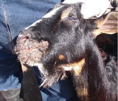 Ectima contagioso.