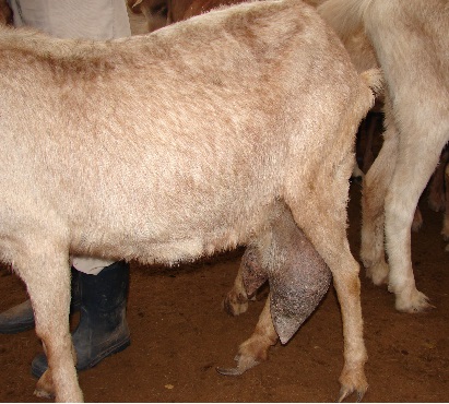 Mastitis.
