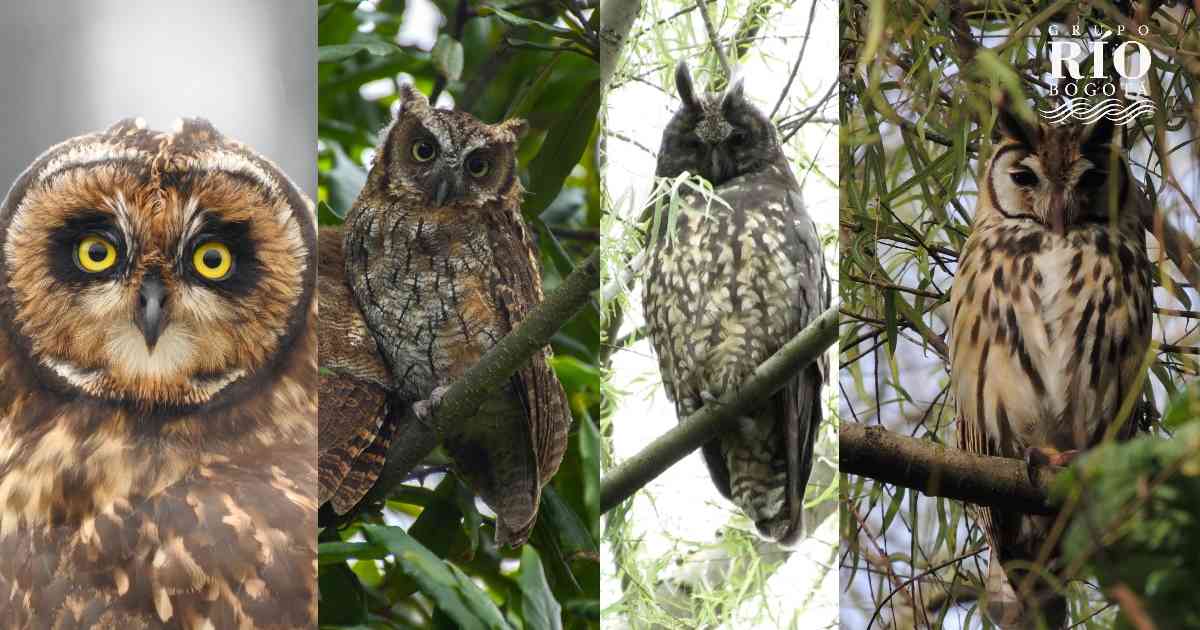 En Bogotá y la sabana se pueden apreciar cuatro especies de búhos. Sin embargo hacia los cerros orientales y el páramos de Sumapaz habitan otros dos tipos de rapaces. Fotos: Fernando Castro y Pedro Arturo Camargo. | Noticias Colombia Hoy