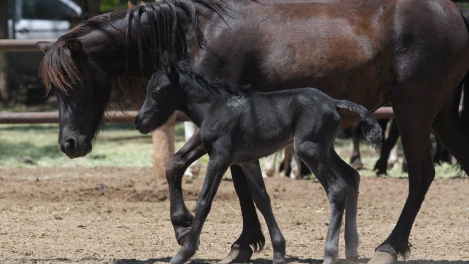 Ya se han dado en adopción 58 animales del Ecoparque