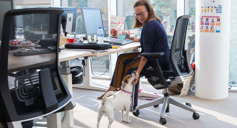 Los animales llegan al trabajo: los beneficios de llevarte a tu mascota a la oficina Los animales llegan al trabajo: los beneficios de llevarte a tu mascota a la oficina