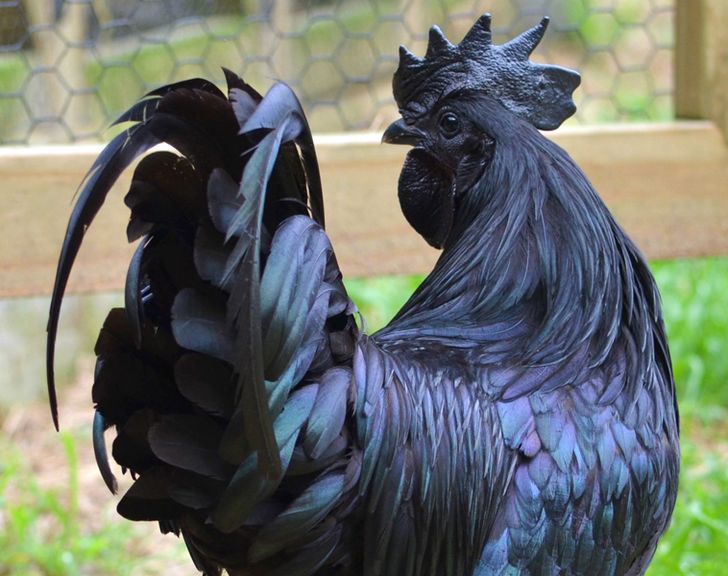 Ayam Cemani pollo negro (1)