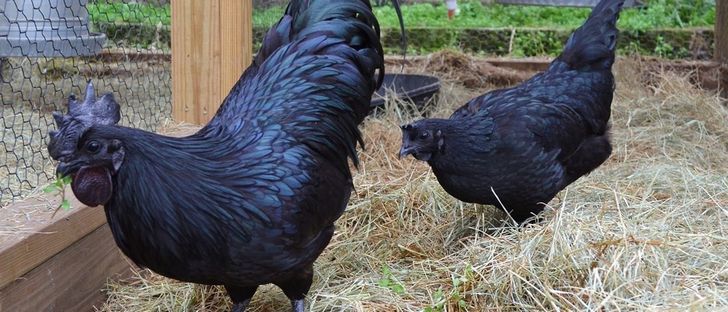 Ayam Cemani pollo negro (2)