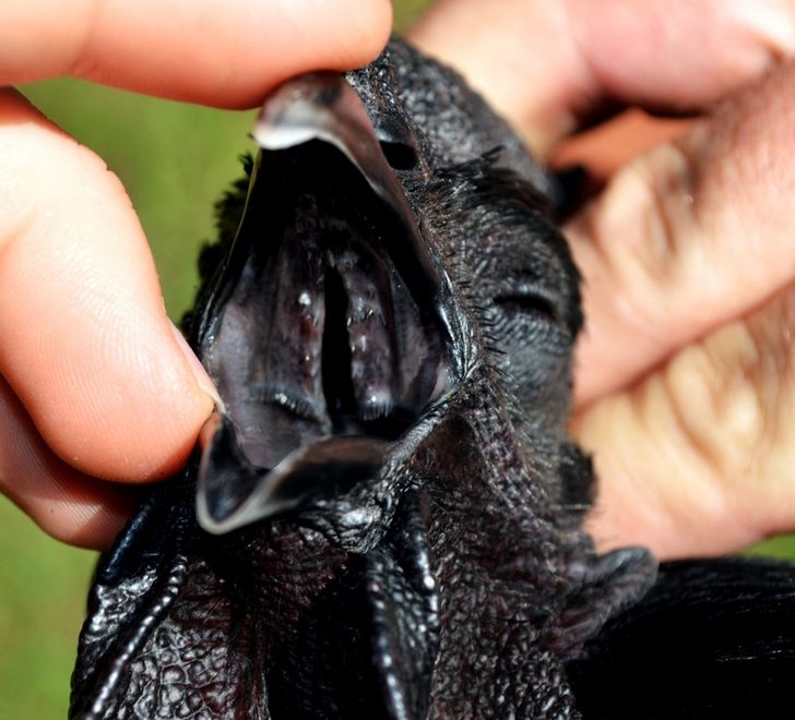 Ayam Cemani pollo negro (4)