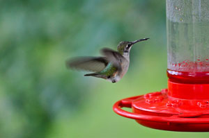 Colibrí portada 300x200