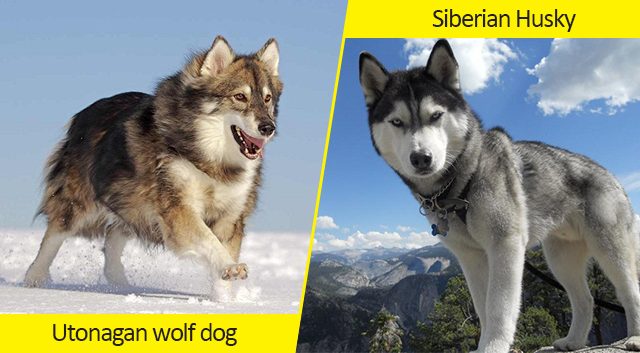 9 fotos de fantásticas razas de perros que se asemejan al lobo