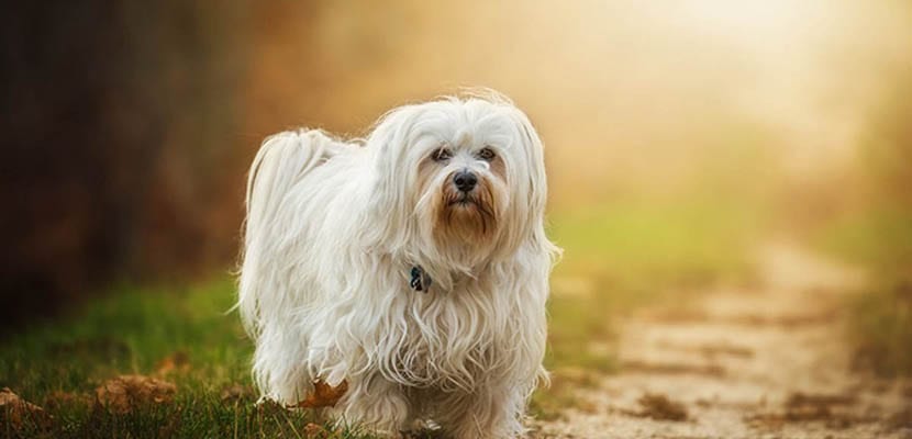 Bichón habanero blanco