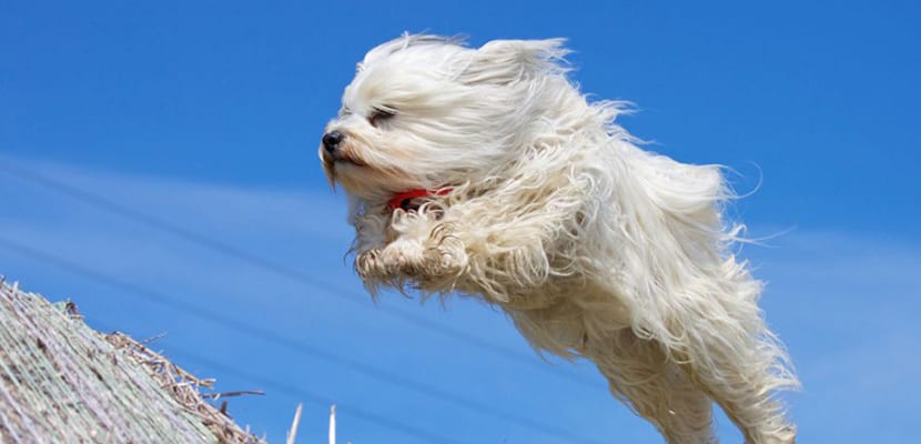 Bichón habanero corriendo