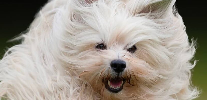Bichón habanero feliz