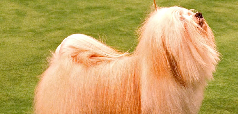 Bichón habanero rojizo