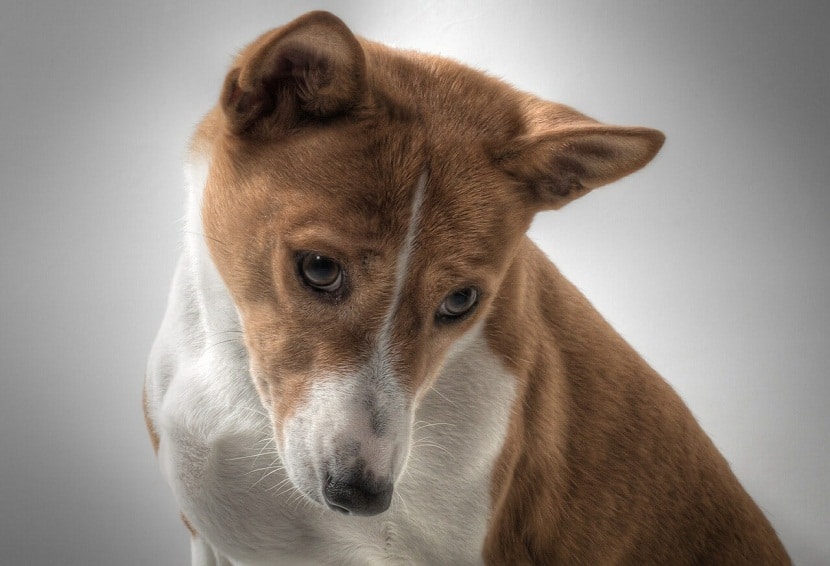 perro de raza africana