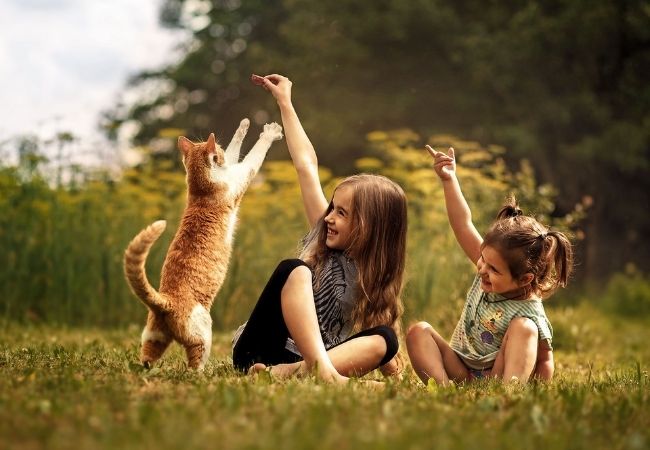 Cuáles son las razas de gatos recomendadas para los niños