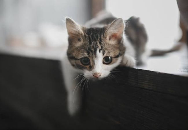 Gato común europeo o gato doméstico romano.