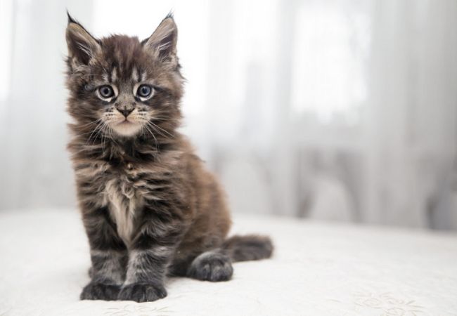 La raza maine coon se destacan por ser amigable y sociable