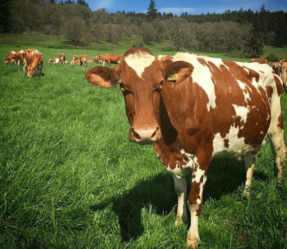 Raza bovina Guernsey