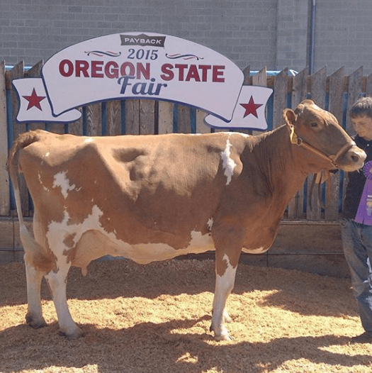 Ganado de la raza Guernsey